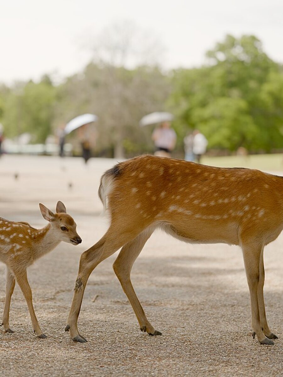 Venados en libertad en el Parque Nara